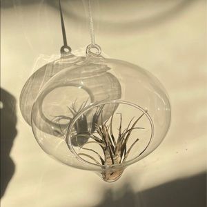 Hanging terrarium